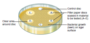 This diagram shows the filter paper method used to evaluate the inhibitory effect of chemical agents, heavy metals, and antibiotics on bacterial growth. A culture of a test bacterium is spread uniformly over the surface of an agar plate. Small filter paper discs containing the material to be tested are then placed on the surface of the medium. A disc that has been soaked in sterile distilled water is sometimes added as a control. After incubation, a lawn (film of growth) will cover the plate, but a clear zone will surround those discs that contain an inhibitory compound. The size of the zone reflects several factors, one of which is the effectiveness of the inhibitory agent. What are two other factors that might affect the size of the zone of inhibition? What is the purpose of the control disc? If a clear area were apparent around the control disc, how would you interpret the observation?