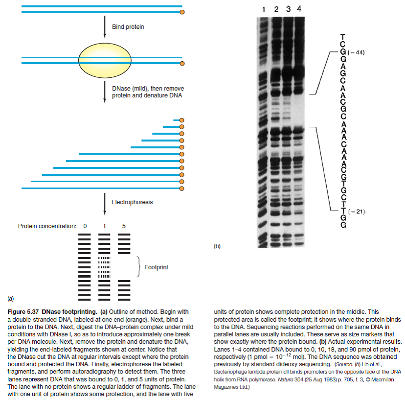 In a DNase footprinting experiment, either the template or nontemplate strand can be end-labeled. In Figure 5.37a, the template strand is labeled. Which strand is labeled in Figure 5.37b How do you know Reference Figure 5.37: