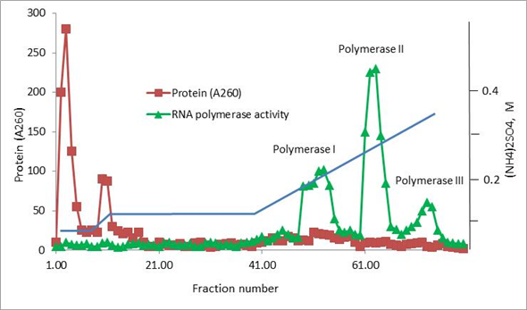 It was believed previously that in eukaryotic nuclei at least two RNA polymerases operate. One of these functions in transcribing major ribosomal genes and one or more function in transcribing the nuclear genes. Roeder and Rutter, in 1969 found out that there are three RNA polymerases. The three RNA polymerases have distinct roles in transcription and each of the enzyme makes different kinds of RNA. These three enzymes were separated by the scientists using DEAE-Sephadex ion-exchange chromatography. The separation on the chromatographic column was possible as the three polymerases exhibit different properties and behaviors. The responses of these enzymes differ for the ionic strength and divalent metals in the column. The separation was carried out by subjecting extracts from sea urchin embryos to DEAE-Sephadex ion-exchange chromatography. The diagram/separation graph from three RNA polymerases is as given below. Diagrammatic representation of the separation of three RNA polymerases by ion-exchange chromatography - Thus, three RNA polymerases differ in their roles, properties and behaviors.