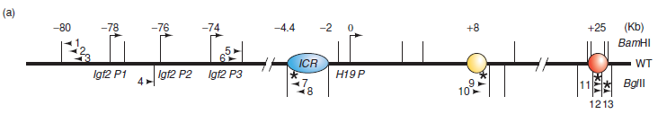 Consider Figure 12.22a. What primers would you use in a 3C experiment to show association between the ICR insulator and each of the Igf2 promoters P1, P2, and P3, on the maternal chromosome. Reference Figure 12.22a:
