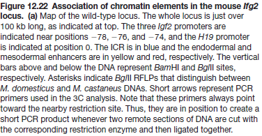 Consider Figure 12.22a. What primers would you use in a 3C experiment to show association between the ICR insulator and each of the Igf2 promoters P1, P2, and P3, on the maternal chromosome. Reference Figure 12.22a: