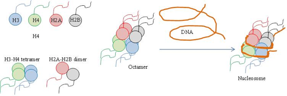 Histones are the proteins that are located in the nucleus of eukaryotic cells. There are five different kinds of histones - H1, H2A, H2B, H3 and H4. The four histone proteins out of these five - H2A, H2B, H3 and H4 together act as spools around which the DNA is wound. The DNA wound on to the core protein form the structure known as nucleosome. Based on the x-ray diffraction studies, scientist Baldwin deduced the structure of nucleosome. The core proteins (four histone proteins) form a ball and the DNA is wrapped on the outside. The location of DNA outside the spool minimizes the bending of DNA. The two H2A-H2B dimers are attached to the central core of (H3-H4)2 tetramer forming a ball of histone octane structure. The histone protein H1 is located on the outside Diagrammatic representation of nucleosome - (a) histones without DNA wrapped around and b. Histones with DNA - Thus, nucleosome makes the long DNA compact and can fit it into the nucleus of the cell.