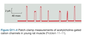 Discuss the following problems. -1 Acetylcholine-gated cation channels at the neu- romuscular junction open in response to acetylcholine released by the nerve terminal and allow ions to enter the muscle cell, which causes membrane depolarization and ultimately leads to muscle contraction. a. Patch-clamp measurements show that young rat muscles have cation channels that respond to acetylcho- line (Figure Q11-4). How many kinds of channel are there? How can you tell? b. For each kind of channel, calculate the number of ions that enter in one millisecond. (One ampere is a cur- rent of one coulomb per second; one pA equals ampere. An ion with a single charge such as carries a charge of coulomb.)