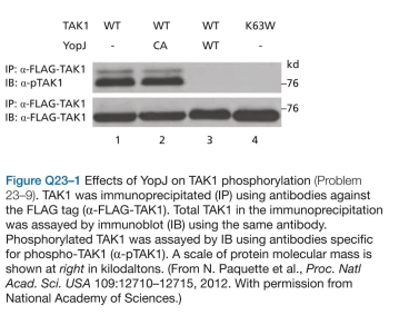 Which statements are true? explain why or why not. -The Gram-negative bacterium Yersinia pestis, the causative agent of the plague, is extremely virulent. Upon infection, Y. pestis injects a set of effector proteins into macrophages that suppresses their phagocytic behavior and also interferes with their innate immune responses. One of the effector proteins, acetylates serines and threonines on various MAP kinases, including the MAP kinase kinase kinase TAK1, which controls a key signaling step in the innate immune response pathway. To deter- mine how YopJ interferes with TAK1, you transfect human cells with active YopJ or inactive YopJ and with FLAG-tagged active TAK1 or inactive TAK1 and assay for total TAK1 and for phos- phorylated TAK1, using antibodies against the FLAG tag or against phosphorylated TAK1 (Figure Q23-1). How does YopJ block the TAK1 signaling pathway? How do you sup- pose the serine/threonine acetylase activity of YopJ might interfere with TAK1 activation?