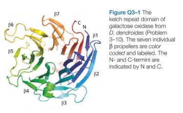 The so-called kelch motif consists of a four- stranded sheet, which forms what is known as a pro- peller. It is usually found to be repeated four to seven times, forming a kelch repeat domain in a multidomain protein. One such kelch repeat domain is shown in Figure Q3-1. Would you classify this domain as an in-line or plug-in type domain? C. Why is each successive peak in Figure Q3-2B a lit- tle higher than the one before? D. Why does the force collapse so abruptly after each peak?