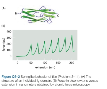 Titin, which has a molecular weight of about is the largest polypeptide yet described. Titin molecules extend from muscle thick filaments to the Z disc; they are thought to act as springs to keep the thick filaments centered in the sarcomere. Titin is composed of a large number of repeated immunoglobulin (Ig) sequences of 89 amino acids, each of which is folded into a domain about 4 nm in length (Figure Q3-2A). You suspect that the springlike behavior of titin is caused by the sequential unfolding (and refolding) of indi- vidual Ig domains. You test this hypothesis using the atomic force microscope, which allows you to pick up one end of a protein molecule and pull with an accurately measured force. For a fragment of titin containing seven repeats of the Ig domain, this experiment gives the sawtooth force-ver- sus-extension curve shown in Figure Q3-2 b. If the experi- ment is repeated in a solution of 8 M urea (a protein dena- turant), the peaks disappear and the measured extension becomes much longer for a given force. If the experiment is repeated after the protein has been cross-linked by treat- ment with glutaraldehyde, once again the peaks disappear but the extension becomes much smaller for a given force. a. Are the data consistent with your hypothesis that titin's springlike behavior is due to the sequential unfold- ing of individual Ig domains? Explain your reasoning. b. Is the extension for each putative domain-un- folding event the magnitude you would expect? (In an extended polypeptide chain, amino acids are spaced at intervals of 0.34 nm.)