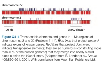 Which statements are true? explain why or why not. -Mobile pieces of DNA-transposable elements- that insert themselves into chromosomes and accumulate during evolution make up more than 40% of the human genome. Transposable elements of four types-long inter- spersed nuclear elements (LINEs), short interspersed nuclear elements (SINEs), long terminal repeat (LTR) retrotransposons, and DNA transposons-are inserted more-or-less randomly throughout the human genome. These elements are conspicuously rare at the four homeo- box gene clusters, as illus- trated for in Figure Q4-4, along with an equivalent region of chromosome 22, which lacks a luster. Each Hox cluster is about 100 kb in length and contains 9 to 11 genes, whose differential expression along the anteropos- terior axis of the developing embryo establishes the basic body plan for humans (and for other animals). Why do you suppose that transposable elements are so rare in the Hox clusters?