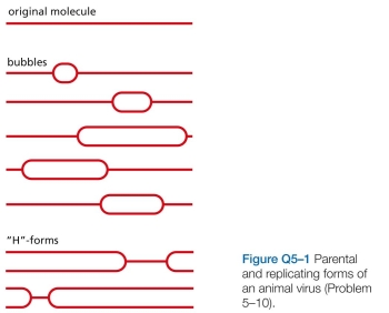 The laboratory you joined is studying the life cycle of an animal virus that uses circular, double-strand DNA as its genome. Your project is to define the location of the origin(s) of replication and to determine whether replication proceeds in one or both directions away from an origin (unidirectional or bidirectional replication). To accomplish your goal, you broke open cells infected with the virus, isolated replicating viral genomes, cleaved them with a restriction nuclease that cuts the genome at only one site to produce a linear molecule from the circle, and examined the resulting molecules in the electron micro- scope. Some of the molecules you observed are illustrated schematically in Figure Q5-1. (Note that it is impossible to distinguish the orientation of one DNA molecule relative to another in the electron microscope.) You must present your conclusions to the rest of the lab tomorrow. How will you answer the two questions your advisor posed for you? Is there a single, unique origin of replication or several origins? Is replication unidirec- tional or bidirectional? A. Explain why, in both experiments, some regions of the tracks are dense with silver grains (dark), whereas oth- ers are less dense (light). b. In the first experiment, each track has a central dark section with light sections at each end. In the second experiment, the dark section of each track has a light sec- tion at only one end. Explain the reason for this difference. C. Estimate the rate of fork movement in these experiments. Do the estimates from the two exper- iments agree? Can you use this information to gauge how long it would take to replicate the entire genome?