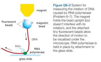 You have attached an RNA polymerase molecule to a glass slide and have allowed it to initiate transcription on a template DNA that is tethered to a magnetic bead as shown in Figure Q6-2. If the DNA with its attached mag- netic bead moves relative to the RNA polymerase as indi- cated in the figure in which direction w2 ill the bead rotate? A. Exons 2 and 3 must have the same number of nucleotides. b. Exons 2 and 3 must each contain an integral num- ber of codons (that is, the number of nucleotides divided by 3 must be an integer). C. Exons 2 and 3 must each contain a number of nucleotides that when divided by 3 leaves the same remainder (that is, 0, 1, or 2).
