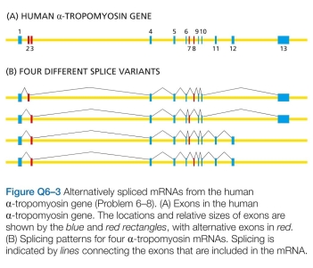 You have attached an RNA polymerase molecule to a glass slide and have allowed it to initiate transcription on a template DNA that is tethered to a magnetic bead as shown in Figure Q6-2. If the DNA with its attached mag- netic bead moves relative to the RNA polymerase as indi- cated in the figure in which direction w2 ill the bead rotate? A. Exons 2 and 3 must have the same number of nucleotides. b. Exons 2 and 3 must each contain an integral num- ber of codons (that is, the number of nucleotides divided by 3 must be an integer). C. Exons 2 and 3 must each contain a number of nucleotides that when divided by 3 leaves the same remainder (that is, 0, 1, or 2).