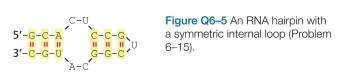 If an RNA molecule could form a hairpin with a symmetric internal loop, as shown in Figure Q6-5, could the complement of this RNA form a similar structure? If so, would there be any regions of the two structures that are identical? Which ones?  