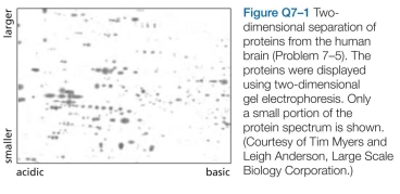 A small portion of a two-dimensional display of proteins from human brain is shown in Figure Q7-1. These proteins were separated on the basis of size in one dimension and electrical charge (isoelectric point) in the other. Not all protein spots on such displays are products of different genes; some represent modified forms of a pro- tein that migrate to different positions. Pick out a couple of sets of spots that could represent proteins that differ by the number of phosphates they carry. Explain the basis for your selection.