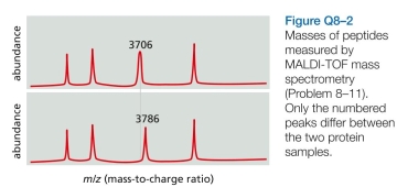 You have isolated the proteins from two adjacent spots after two-dimensional polyacrylamide-gel electro- phoresis and digested them with trypsin. When the masses of the peptides were measured by MALDI-TOF mass spec- trometry, the peptides from the two proteins were found to be identical except for one (Figure Q8-2). For this peptide, the mass-to-charge (m/z) values differed by 80, a value that does not correspond to a difference in amino acid sequence. (For example, glutamic acid instead of valine at one position would give an m/z difference of around 30.) Can you suggest a possible difference between the two peptides that might account for the observed m/z differ- ence?