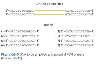 In the very first round of PCR using genomic DNA, the DNA primers prime synthesis that terminates only when the cycle ends (or when a random end of DNA is encountered). Yet, by the end of 20 to 30 cycles-a typical amplification-the only visible product is defined pre- cisely by the ends of the DNA primers. In what cycle is a double-stranded fragment of the correct size first gener- ated?