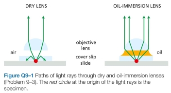 The diagrams in Figure Q9-1 show the paths of light rays passing through a specimen with a dry lens and with an oilimmersion lens. Offer an explanation for why oilimmersion lenses should give better resolution. Air, glass, and oil have refractive indices of 1.00, 1.51, and 1.51, respectively.