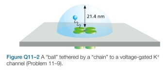 According to Newton's laws of motion, an ion exposed to an electric field in a vacuum would experience a constant acceleration from the electric driving force, just as a falling body in a vacuum constantly accelerates due to gravity. In water, however, an ion moves at constant veloc- ity in an electric field. Why do you suppose that is?
