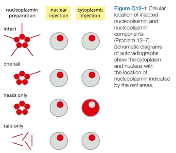 The rough ER is the site of synthesis of many classes of membrane proteins. Some of these proteins remain in the ER, whereas others are sorted to compartments such as the Golgi apparatus, lysosomes, and the plasma mem- brane. One measure of the difficulty of the sorting prob- lem is the degree of purification that must be achieved during transport from the ER. Are proteins bound for the plasma membrane common or rare among all ER mem- brane proteins? A few simple considerations allow one to answer this question. In a typical growing cell that is dividing once every 24 hours, the equivalent of one new plasma mem- brane must transit the ER every day. If the ER membrane is 20 times the area of a plasma membrane, what is the ratio of plasma membrane proteins to other membrane proteins in the ER? (Assume that all proteins on their way to the plasma membrane remain in the ER for 30 minutes on average before exiting, and that the ratio of proteins to lipids in the ER and plasma membranes is the same.) A. What portion of the nucleoplasmin molecule is responsible for localization in the nucleus? B. How do these experiments distinguish between active transport, in which a nuclear localization signal trig- gers transport by the nuclear pore complex, and passive diffusion, in which a binding site for a nuclear component allows accumulation in the nucleus?