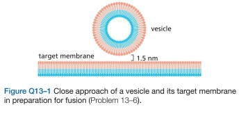 For fusion of a vesicle with its target membrane to occur, the membranes have to be brought to within 1.5 nm so that the two bilayers can join (Figure Q13-1). Assum- ing that the relevant portions of the two membranes at the fusion site are circular regions 1.5 nm in diameter, calcu- late the number of water molecules that would remain between the membranes. (Water is 55.5 M and the volume of a cylinder is Given that an average phospholipid occupies a membrane surface area of how many phospholipids would be present in each of the opposing monolayers at the fusion site? Are there sufficient water molecules to bind to the hydrophilic head groups of this number of phospholipids? (It is estimated that 10-12 water molecules are normally associated with each phospho- lipid head group at the exposed surface of a membrane.)
