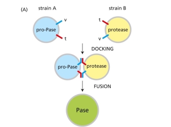 SNAREs exist as complementary partners that carry out membrane fusions between appropriate ves- icles and their target membranes. In this way, a vesicle with a particular variety of v-SNARE will fuse only with a membrane that carries the complementary t-SNARE. In some instances, however, fusions of identical membranes (homotypic fusions) are known to occur. For example, when a yeast cell forms a bud, vesicles derived from the mother cell's vacuole move into the bud where they fuse with one another to form a new vacuole. These vesicles carry both v-SNAREs and t-SNAREs. Are both types of SNAREs essential for this homotypic fusion event? To test this point, you have developed an ingenious assay for fusion of vacuolar vesicles. You prepare vesicles from two different mutant strains of yeast: strain B has a defective gene for vacuolar alkaline phosphatase (Pase); strain A is defective for the protease that converts the pre- cursor of alkaline phosphatase (pro-Pase) into its active form (Pase) (Figure Q13-2A). Neither strain has active alkaline phosphatase, but when extracts of the strains are mixed, vesicle fusion generates active alkaline phospha- tase, which can be easily measured (Figure Q13-2). Now you delete the genes for the vacuolar v-SNARE, t-SNARE, or both in each of the two yeast strains. You prepare vacuolar vesicles from each and test them for their ability to fuse, as measured by the alkaline phospha- tase assay (Figure Q13-2B). What do these data say about the requirements for v-SNAREs and t-SNAREs in the fusion of vacuolar vesicles? Does it matter which kind of SNARE is on which vesicle?