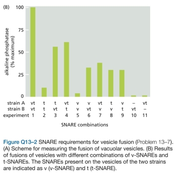 SNAREs exist as complementary partners that carry out membrane fusions between appropriate ves- icles and their target membranes. In this way, a vesicle with a particular variety of v-SNARE will fuse only with a membrane that carries the complementary t-SNARE. In some instances, however, fusions of identical membranes (homotypic fusions) are known to occur. For example, when a yeast cell forms a bud, vesicles derived from the mother cell's vacuole move into the bud where they fuse with one another to form a new vacuole. These vesicles carry both v-SNAREs and t-SNAREs. Are both types of SNAREs essential for this homotypic fusion event? To test this point, you have developed an ingenious assay for fusion of vacuolar vesicles. You prepare vesicles from two different mutant strains of yeast: strain B has a defective gene for vacuolar alkaline phosphatase (Pase); strain A is defective for the protease that converts the pre- cursor of alkaline phosphatase (pro-Pase) into its active form (Pase) (Figure Q13-2A). Neither strain has active alkaline phosphatase, but when extracts of the strains are mixed, vesicle fusion generates active alkaline phospha- tase, which can be easily measured (Figure Q13-2). Now you delete the genes for the vacuolar v-SNARE, t-SNARE, or both in each of the two yeast strains. You prepare vacuolar vesicles from each and test them for their ability to fuse, as measured by the alkaline phospha- tase assay (Figure Q13-2B). What do these data say about the requirements for v-SNAREs and t-SNAREs in the fusion of vacuolar vesicles? Does it matter which kind of SNARE is on which vesicle?