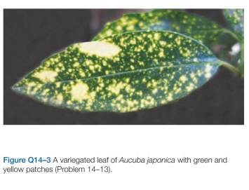 Which statements are true? Explain why or why not. -3 Examine the variegated leaf shown in Figure Q14-3. Yellow patches surrounded by green are common, but there are no green patches surrounded by yellow. Propose an explanation for this phenomenon.