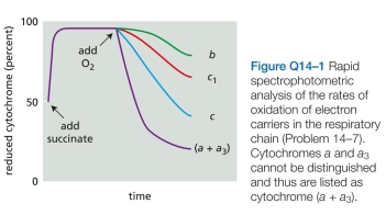 If isolated mitochondria are incubated with a source of electrons such as succinate, but without oxygen, electrons enter the respiratory chain, reducing each of the electron carriers almost completely. When oxygen is then introduced, the carriers become oxidized at different rates (Figure Q14-1). How does this result allow you to order the electron carriers in the respiratory chain? What is their order?