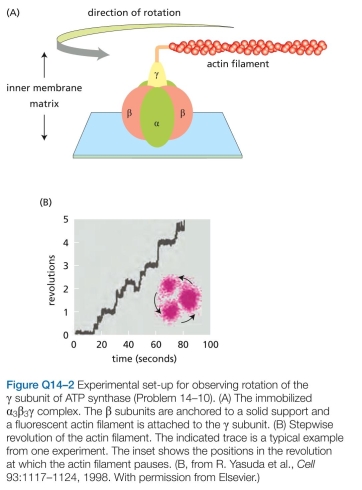 The three respiratory enzyme complexes in the mitochondrial inner membrane tend to associate with each other in ways that facilitate the correct transfer of electrons between appropriate complexes. A. Why does the actin filament revolve in steps with pauses in between? What does this rotation correspond to in terms of the structure of the complex? B. In its normal mode of operation inside the cell, how many ATP molecules do you suppose would be syn- thesized for each complete rotation of the subunit? Explain your answer.