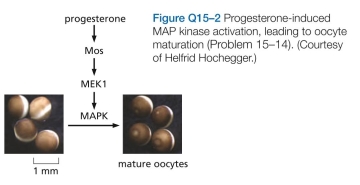 4 Activation (maturation) of frog oocytes is sig- naled through a MAP kinase signaling module. An increase in the hormone progesterone triggers the module by stim- ulating the translation of Mos mRNA, which is the frog's MAP kinase kinase kinase (Figure Q15-2). Maturation is easy to score visually by the presence of a white spot in the middle of the brown surface of the oocyte (see Figure Q15-2). To determine the dose-response curve for pro- gesterone-induced activation of MAP kinase, you place 16 oocytes in each of six plastic dishes and add various con- centrations of progesterone. After an overnight incubation, you crush the oocytes, prepare an extract, and determine the state of MAP kinase phosphorylation (hence, activa- tion) by SDS polyacrylamide-gel electrophoresis (Figure Q15-3A). This analysis shows a graded response of MAP kinase to increasing concentrations of progesterone. Before you crushed the oocytes, you noticed that not all oocytes in individual dishes had white spots. Had some oocytes undergone partial activation and not yet reached the white-spot stage? To answer this question, you repeat the experiment, but this time you analyze MAP kinase acti- vation in individual oocytes. You are surprised to find that each oocyte has either a fully activated or a completely inactive MAP kinase (Figure Q15-3B). How can an all-or- none response in individual oocytes give rise to a graded response in the population?