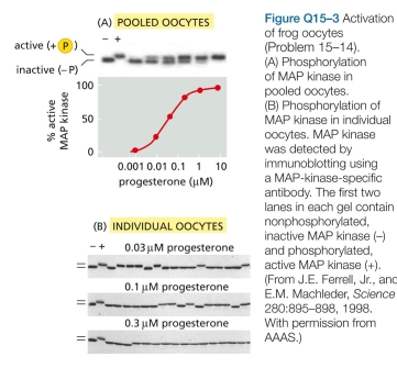 4 Activation (maturation) of frog oocytes is sig- naled through a MAP kinase signaling module. An increase in the hormone progesterone triggers the module by stim- ulating the translation of Mos mRNA, which is the frog's MAP kinase kinase kinase (Figure Q15-2). Maturation is easy to score visually by the presence of a white spot in the middle of the brown surface of the oocyte (see Figure Q15-2). To determine the dose-response curve for pro- gesterone-induced activation of MAP kinase, you place 16 oocytes in each of six plastic dishes and add various con- centrations of progesterone. After an overnight incubation, you crush the oocytes, prepare an extract, and determine the state of MAP kinase phosphorylation (hence, activa- tion) by SDS polyacrylamide-gel electrophoresis (Figure Q15-3A). This analysis shows a graded response of MAP kinase to increasing concentrations of progesterone. Before you crushed the oocytes, you noticed that not all oocytes in individual dishes had white spots. Had some oocytes undergone partial activation and not yet reached the white-spot stage? To answer this question, you repeat the experiment, but this time you analyze MAP kinase acti- vation in individual oocytes. You are surprised to find that each oocyte has either a fully activated or a completely inactive MAP kinase (Figure Q15-3B). How can an all-or- none response in individual oocytes give rise to a graded response in the population?