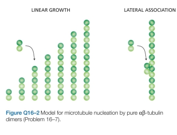 A solution of pure tubulin dimers is thought to nucleate microtubules by forming a linear protofilament about seven dimers in length. At that point, the probabili- ties that the next dimer will bind laterally or to the end of the protofilament are about equal. The critical event for microtubule formation is thought to be the first lateral association (Figure Q16-2). How does lateral association promote the subsequent rapid formation of a microtu- bule?