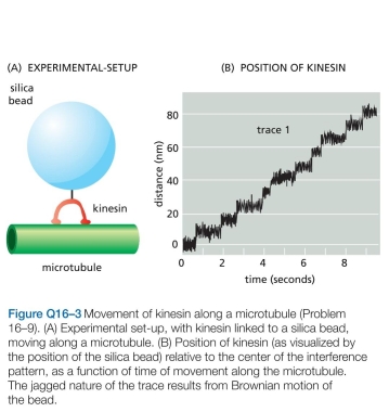 How does a centrosome know when it has found the center of the cell? A. As shown in Figure Q16-3B, all movement of kine- sin is in one direction (toward the plus end of the micro- tubule). What supplies the free energy needed to ensure a unidirectional movement along the microtubule? b. What is the average rate of movement of kinesin along the microtubule? C. What is the length of each step that a kinesin takes as it moves along a microtubule? D. From other studies it is known that kinesin has two globular domains that can each bind to tubulin, and that kinesin moves along a single protofilament in a microtu- bule. In each protofilament, the tubulin subunit repeats at 8-nm intervals. Given the step length and the interval between tubulin subunits, how do you suppose a kine- sin molecule moves along a microtubule? E. Is there anything in the data in Figure Q16-3B that tells you how many ATP molecules are hydrolyzed per step?