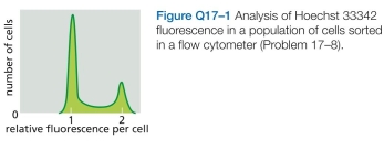 Many cell-cycle genes from human cells function perfectly well when expressed in yeast cells. Why do you suppose that is considered remarkable? After all, many human genes encoding enzymes for metabolic reactions also function in yeast, and no one thinks that is remark- able. A. Which cells in Figure Q17-1 are in the and M phases of the cell cycle? Explain the basis for your answer. b. Sketch the sorting distributions you would expect for cells that were treated with inhibitors that block the cell cycle in the S, or M phase. Explain your reasoning.