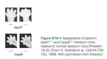 In contrast to their similar brain abnormalities, newborn mice deficient in Apaf1 or caspase-9 have dis- tinctive abnormalities in their paws. Apaf1-deficient mice fail to eliminate the webs between their developing digits, whereas caspase-9-deficient mice have normally formed digits (Figure Q18-1). If Apaf1 and caspase-9 function in the same apoptotic pathway, how is it possible for these deficient mice to differ in web-cell apoptosis? B. Release of cytochrome GFP is detected as a change from a punctate to a diffuse pattern of fluorescence. Times after UV exposure are indicated as hours:minutes below the individual panels. Which model for cytochrome c release do these observa- tions support? Explain your reasoning.