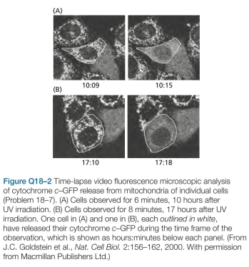 In contrast to their similar brain abnormalities, newborn mice deficient in Apaf1 or caspase-9 have dis- tinctive abnormalities in their paws. Apaf1-deficient mice fail to eliminate the webs between their developing digits, whereas caspase-9-deficient mice have normally formed digits (Figure Q18-1). If Apaf1 and caspase-9 function in the same apoptotic pathway, how is it possible for these deficient mice to differ in web-cell apoptosis? B. Release of cytochrome GFP is detected as a change from a punctate to a diffuse pattern of fluorescence. Times after UV exposure are indicated as hours:minutes below the individual panels. Which model for cytochrome c release do these observa- tions support? Explain your reasoning.