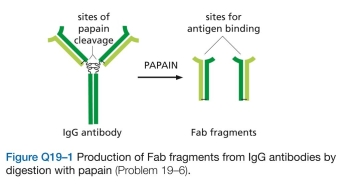 Cell adhesion molecules were originally identi- fied using antibodies raised against cell-surface compo- nents to block cell aggregation. In the adhesion-blocking assays, the researchers found it necessary to use antibody fragments, each with a single binding site (so-called Fab fragments), rather than intact IgG antibodies, which are Y-shaped molecules with two identical binding sites. The Fab fragments were generated by digesting the IgG anti- bodies with papain, a protease, to separate the two bind- ing sites (Figure Q19-1). Why do you suppose it was nec- essary to use Fab fragments to block cell aggregation? A. How can it be that two tight-junction strands remain, even though all of the claudin-4 has disappeared? b. Why do you suppose the toxin works when it is added to the basolateral side of the epithelial sheet, but not when added to the apical side?