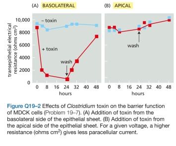 Cell adhesion molecules were originally identi- fied using antibodies raised against cell-surface compo- nents to block cell aggregation. In the adhesion-blocking assays, the researchers found it necessary to use antibody fragments, each with a single binding site (so-called Fab fragments), rather than intact IgG antibodies, which are Y-shaped molecules with two identical binding sites. The Fab fragments were generated by digesting the IgG anti- bodies with papain, a protease, to separate the two bind- ing sites (Figure Q19-1). Why do you suppose it was nec- essary to use Fab fragments to block cell aggregation? A. How can it be that two tight-junction strands remain, even though all of the claudin-4 has disappeared? b. Why do you suppose the toxin works when it is added to the basolateral side of the epithelial sheet, but not when added to the apical side?