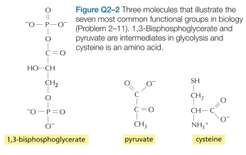 Which statements are true? Explain why or why not. -The three molecules in Figure Q2-2 contain the seven most common reactive groups in biology. Most mol- ecules in the cell are built from these functional groups. Indicate and name the functional groups in these mole- cules.