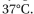 Which statements are true? Explain why or why not. -Diffusion sounds slow-and over everyday dis- tances it is-but on the scale of a cell it is very fast. The aver- age instantaneous velocity of a particle in solution-that is, the velocity between the very frequent collisions-is where T = temperature in K and m = mass in g/molecule. Calculate the instantaneous velocity of a water molecule (molecular mass = 18 daltons), a glucose mol- ecule (molecular mass = 180 daltons), and a myoglobin molecule (molecular mass = 15,000 daltons) at Just for fun, convert these numbers into kilometers/hour. Before you do any calculations, try to guess whether the molecules are moving at a slow crawl (<1 km/hr), an easy walk (5 km/hr), or a record-setting sprint (40 km/hr).