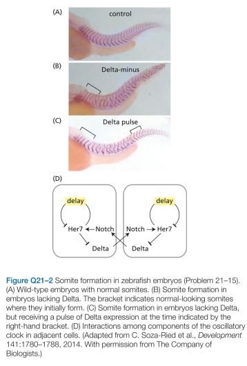 5 The oscillatory clock that drives somite forma- tion in vertebrates involves three essential components Her7 (an unstable repressor of its own synthesis), Delta (a transmembrane signaling molecule), and Notch (a trans- membrane receptor for Delta). Notch is bound by Delta on neighboring cells, activating the Notch signaling pathway, which then activates Her7 transcription. Normally, this system works flawlessly to create sharply defined somites (Figure Q21-2A). In the absence of Delta, however, only the first five somites form normally, and the rest are poorly defined (Figure Q21-2B). If a pulse of Delta is supplied later, somite formation returns to normal in the regions where Delta was present (Figure Q21-2C). A diagram of the connections between the components of the clock and how they interact in adjacent cells is shown in Figure Q21-2D. In the absence of Delta, why do the cells become unsynchronized? What is it about the presence of Delta that keeps adjacent cells oscillating in synchrony?