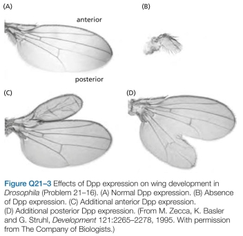 6 The extracellular protein factor Decapentaplegic (Dpp) is critical for proper wing development in Drosoph- ila (Figure Q21-3A). It is normally expressed in a narrow stripe in the middle of the wing, along the anterior-pos- terior boundary. Flies that are defective for Dpp form stunted wings (Figure Q21-3B). If an additional copy of the gene is placed under control of a promoter that is active in the anterior part of the wing, or in the posterior part of the wing, a large mass of wing tissue composed of normal-looking cells is produced at the site of Dpp expres- sion (Figure Q21-3C and D). Does Dpp stimulate cell divi- sion, cell growth, or both? How can you tell?