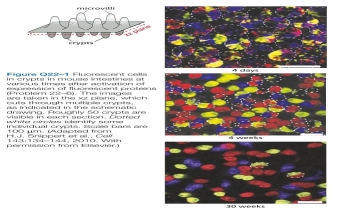 At any given time, intestinal crypts of mice com- prise about 15 stem cells and 10 Paneth cells. After cell division, which occurs about once a day, the daughter cells remain stem cells only if they maintain contact with a Paneth cell. This constant competition for Paneth-cell con- tact raises the possibility that crypts might become mono- clonal over time; that is, the crypt cells at one point in time might derive from only 1 of the 15 stem cells that existed at some earlier time. To test this possibility, you use the so-called confetti marker that upon activation expresses any one of three fluorescent proteins in the stem cells of the crypt. You then examine crypts at various times to determine whether they contain cells with multiple colors or only one color (Figure Q22-1). Do the crypts become monoclonal over time or not? How can you tell?