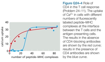 Which statements are true? Explain why or why not. -1 CD4 proteins on helper and regulatory T cells serve as co-receptors that bind to invariant parts of class II MHC proteins. CD4 is thought to increase the adhesion between T cells and antigen-presenting cells (APCs) that are initially connected only weakly by the T cell receptor bound to its specific peptide-MHC complex. To test this possibility, you label cell-surface MHC molecules with a fluorescently labeled peptide so that you can detect indi- vidual peptide-MHC complexes at the interface between the APCs and the T cells in a culture dish. To detect T cell responses-the sign of a productive contact-you load them with a Ca²+ indicator dye, as cytosolic Ca²+ increases when lymphocytes are active. You now count the peptide- MHC complexes at a large number of interfaces (immuno- logical synapses) and measure the resulting uptake of Ca²+ in the adherent T cells (Figure Q24-4, red circles). When you repeat the experiment in the presence of blocking anti- bodies against CD4, you get a different result (blue circles). Do these results support or refute the notion that CD4 aug- ments T cell receptor binding? Explain your answer. CHAPTER:Glossary CHAPTER:Index