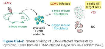 For many years it was a complete mystery how cytotoxic T cells could see a viral protein that seemed to be present only in the nucleus of the virus-infected cell. The answer was revealed in a classic paper that took advan- tage of a clone of T cells whose T cell receptor was directed against an antigen assoicated with the nuclear protein of the 1968 strain of influenza virus. The authors of the paper found that when they incubated high concentrations of certain peptides derived from the viral nuclear protein, the cells became sensitive to lysis by subsequent incubation with the cytotoxic T cells. Using various peptides from the 1968 strain and the 1934 strain (with which the cytotoxic T cells did not react), the authors defined the particular pep- tide responsible for the T cell response (Figure Q24-1). A. If homozygous d-type mice were bred to homozy- gous k-type mice to generate d-type/k-type heterozygous progeny, would you expect that cytotoxic T cells from these heterozygotes, when infected with LCMV, to be able to lyse infected d-type cells? How about infected k-type cells? Explain your answers. B. Oddly enough, LCMV infection does not kill mice that lack a thymus-such as nude mice, so called because they also lack hair. If a thymus is transplanted back into a nude mouse, it will die when infected with LCMV. Suppose that a d-type/k-type heterozygous nude mouse was given a thymus from an d-type donor. Would you expect its cyto- toxic T cells to be able to lyse infected d-type cells? How about infected k-type cells? Explain your answers.