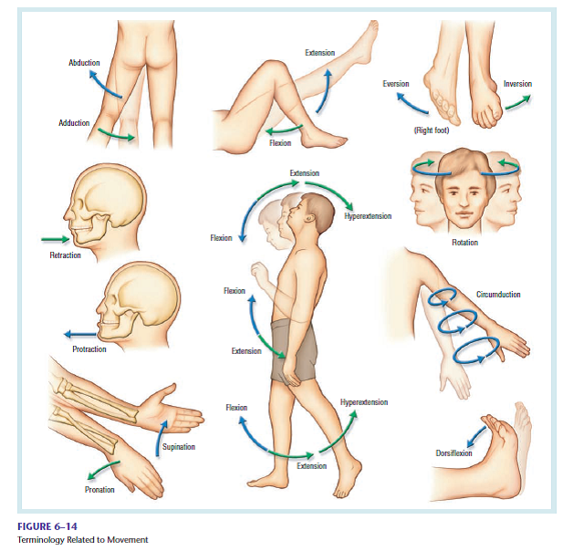 Review Figure 6-14. It is remarkable that our skeletal and muscular systems allow us to move in so many directions. Think about your joint movements while you walk to a chair to sit down. What movements would you go through to prepare to have a blood specimen collected? As you move your arm, then hand/wrist, then ankle/foot, describe the movements of flexion and extension, circumduction, pronation and supination, and dorsiflexion. Say the words as you move your limbs and match the movements with the words. Remember that for some patients, these same easy movements may be painful or impossible because of their medical conditions (e.g., arthritis). (Reference Figure 6-14)