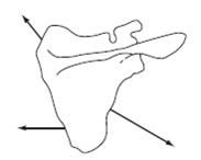 Using a graphic solution, compose the muscle force vectors to find the net force acting on the scapula shown below.  <div style=padding-top: 35px> 