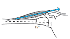 The medial deltoid attaches to the humerus at an angle of 15°. What are the sizes of the rotary and stabilizing components of muscle force when the total muscle force is 500 N?