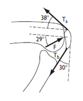 Tendon forces T a and T b are exerted on the patella. The femur exerts force F on the patella. If the magnitude of T b is 80 N, what are the magnitudes of T a and F, if no motion is occurring at the joint?