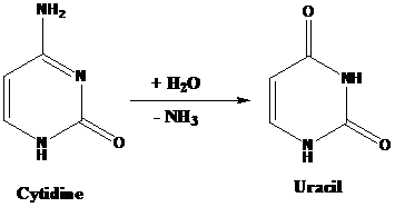 The cytidine molecule has the following structure from the after the removal of ammonia the structure formed is also mentioned below: Thus, the molecule that will be formed after the removal of ammonia from the cytidine molecule is uracil. Since it is base of RNA (ribonucleic acid) it is then used for the synthesis of RNA molecule through transcription.