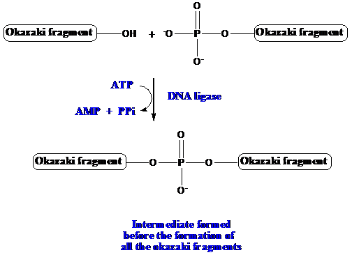 The Okazaki fragments are those which are formed at the lagging strand of the DNA (deoxyribonucleic acid) during transcription. These fragments can be joined to form a new strand. This happens with the help of enzyme ligase which attaches the fragments first with a phosphate group. The reaction occurs as follows, and the enzyme intermediate is given below.