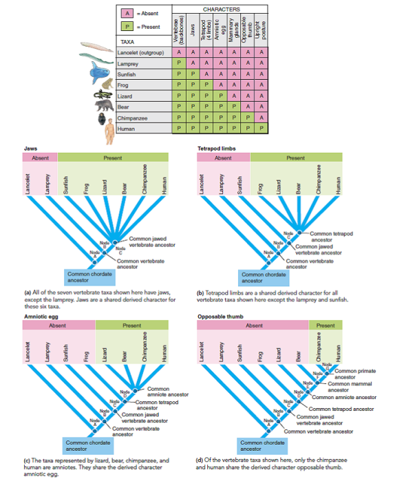 ANALYZING DATA. Construct a cladogram based on the following data. Mosses are plants with no vascular tissue. Horsetails, ferns, gymnosperms (pines and other plants with naked seeds), and angiosperms (flowering plants) are all vascular plants. Seeds are absent in all but the gymnosperms and angiosperms. Angiosperms are the only seed plants with flowers. ( Hint: To help you construct the cladogram, draw a simple table showing which characters are present in each group. See Figure.) FIGURE Animated Constructing a cladogram